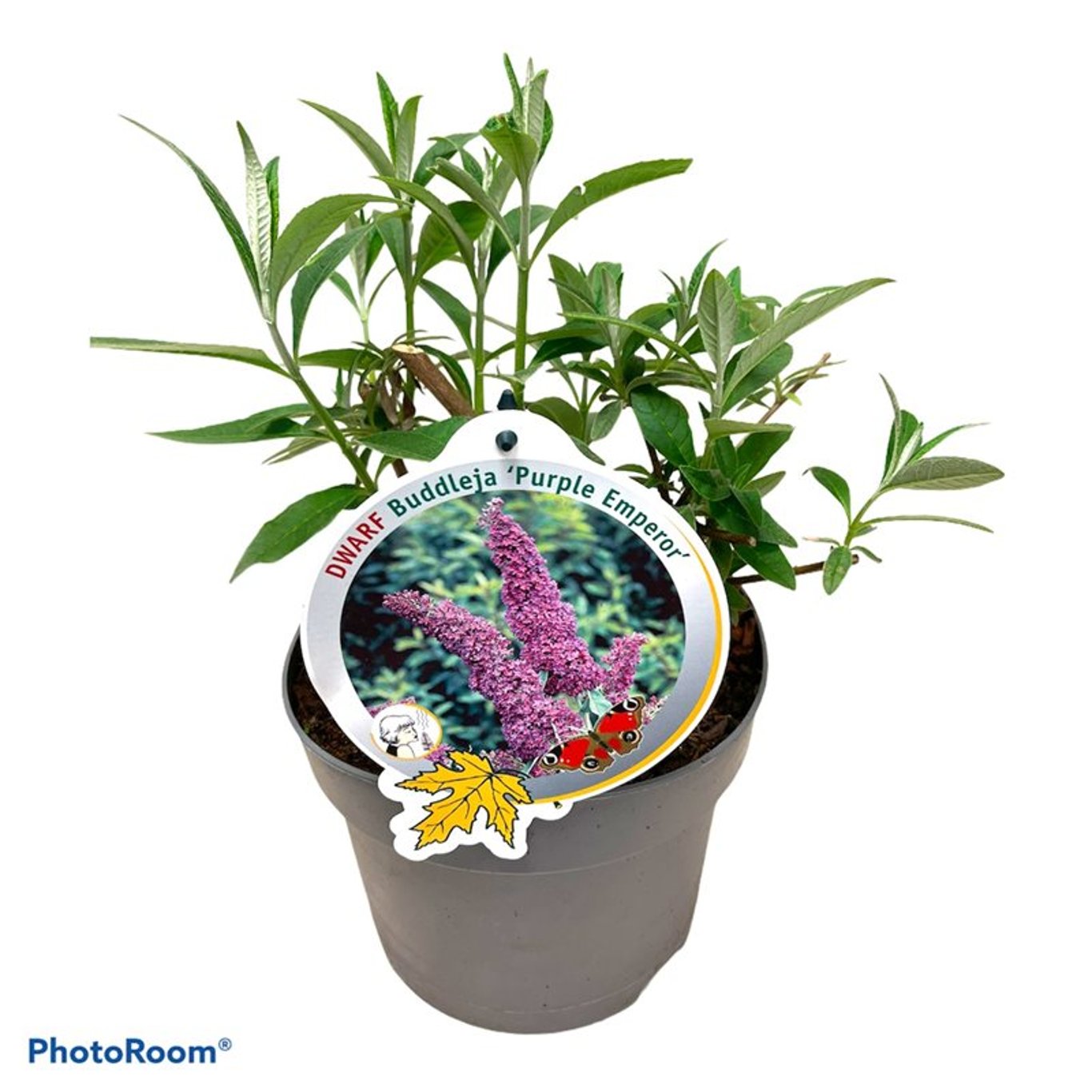 Buddleja d. 'Purple Emperor' - C3